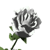 rose blanche